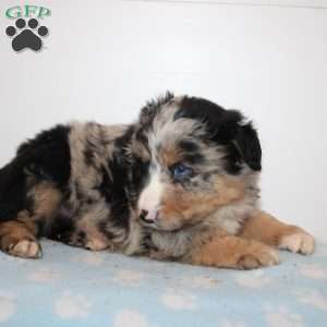 Majesty, Australian Shepherd Puppy