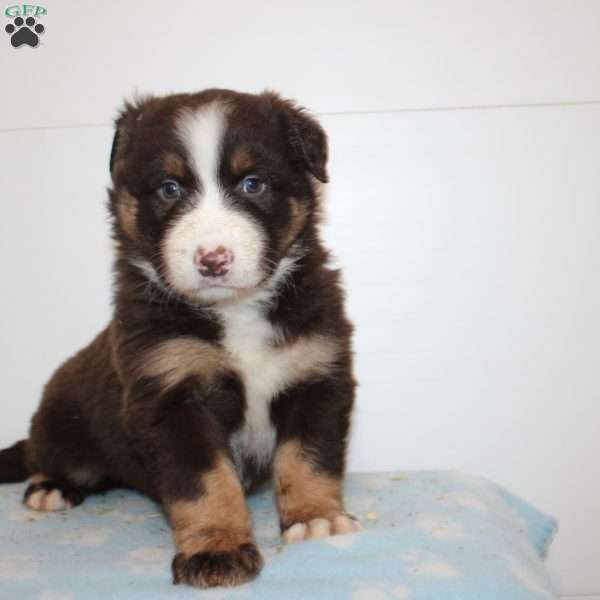 Muffin, Australian Shepherd Puppy