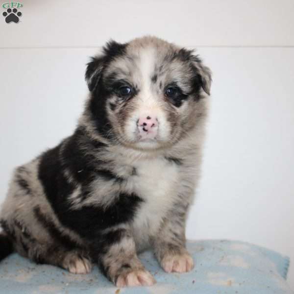 Myles, Australian Shepherd Puppy