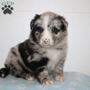 Myles, Australian Shepherd Puppy