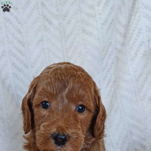 Gabe, Mini Labradoodle Puppy