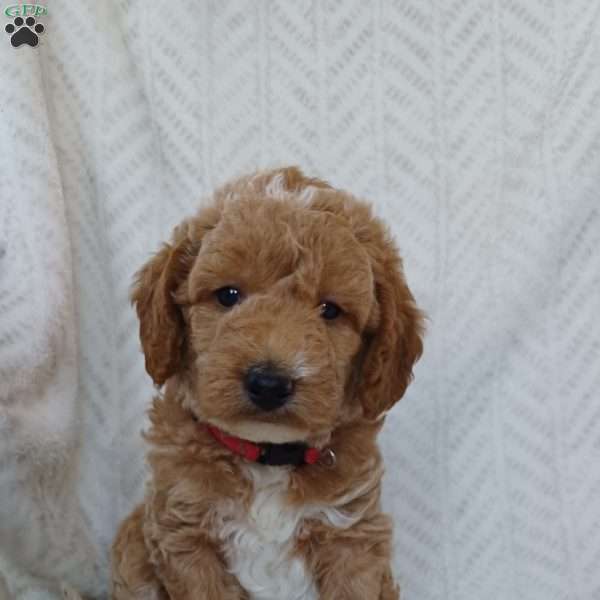 Milo, Mini Labradoodle Puppy