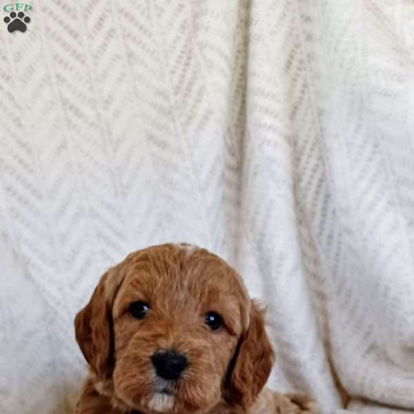 Buddy, Mini Labradoodle Puppy