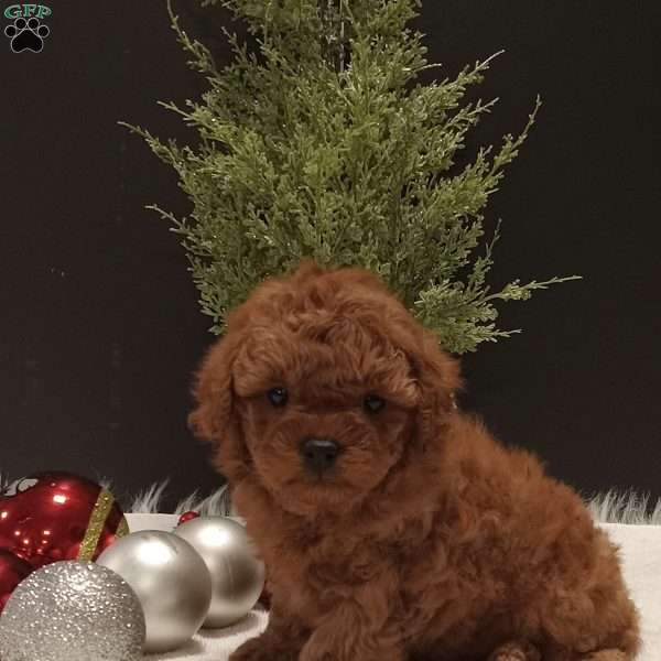 Boozo, Miniature Poodle Puppy