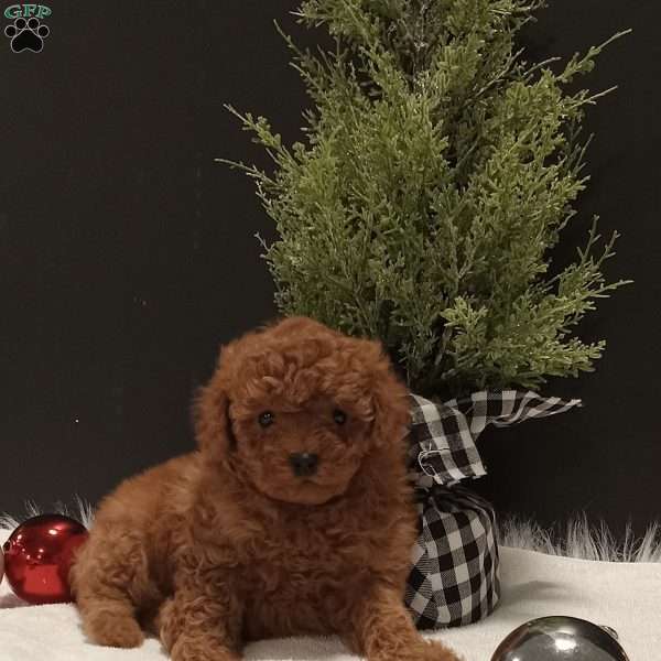 Bella, Miniature Poodle Puppy