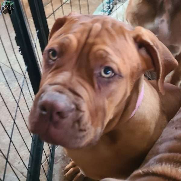 Lady, African Boerboel Puppy