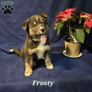 Frosty, Siberian Husky Mix Puppy