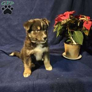 Frosty, Siberian Husky Mix Puppy