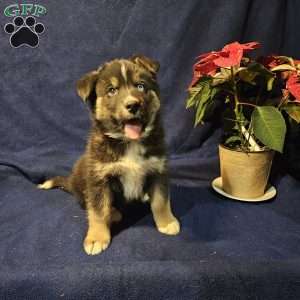 Frosty, Siberian Husky Mix Puppy