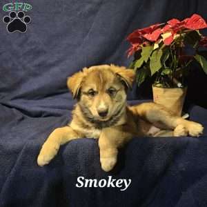 Smokey, Siberian Husky Mix Puppy