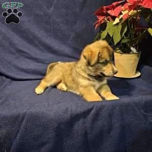 Smokey, Siberian Husky Mix Puppy