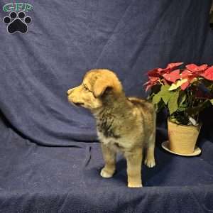 Smokey, Siberian Husky Mix Puppy