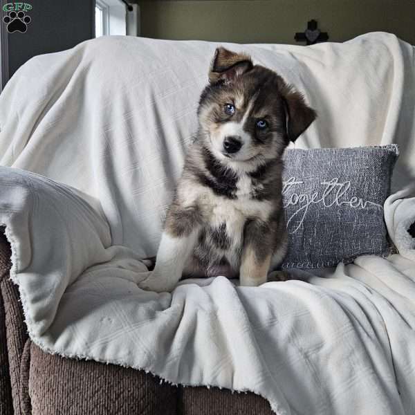 Holly, Siberian Husky Mix Puppy