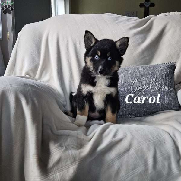 Carol, Siberian Husky Mix Puppy