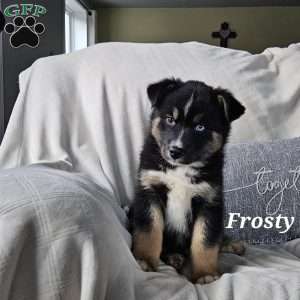 Frosty, Siberian Husky Mix Puppy