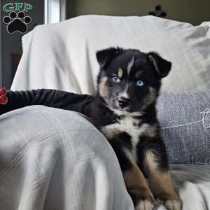 Frosty, Siberian Husky Mix Puppy