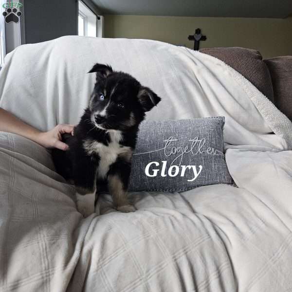 Glory, Siberian Husky Mix Puppy