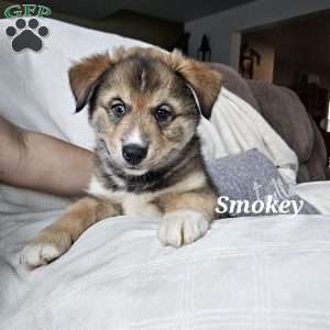 Smokey, Siberian Husky Mix Puppy