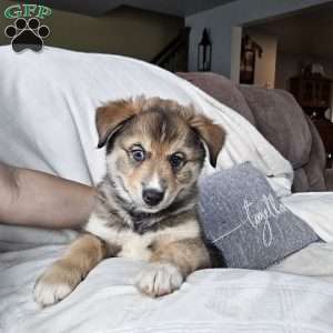 Smokey, Siberian Husky Mix Puppy