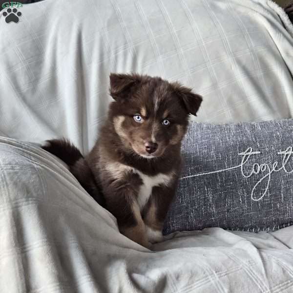 Ginger, Siberian Husky Mix Puppy