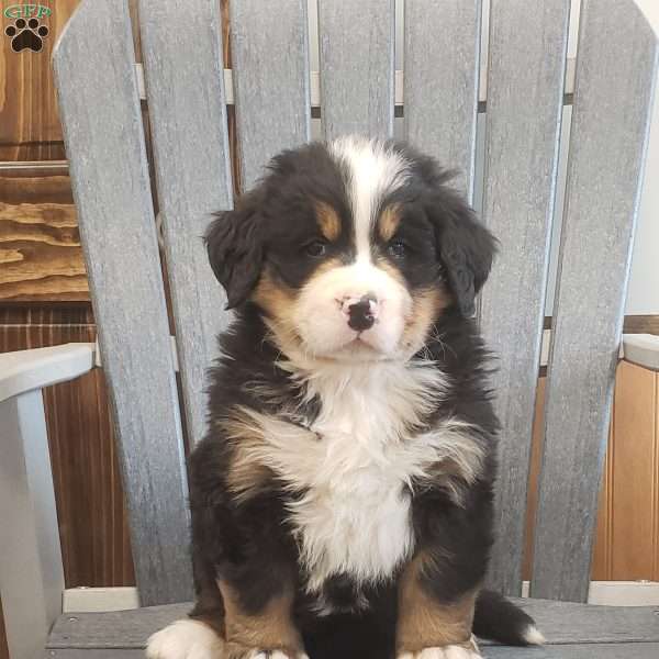 Treasure, Bernese Mountain Dog Puppy