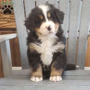 Treasure, Bernese Mountain Dog Puppy