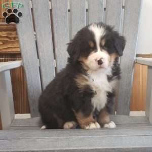 Treasure, Bernese Mountain Dog Puppy