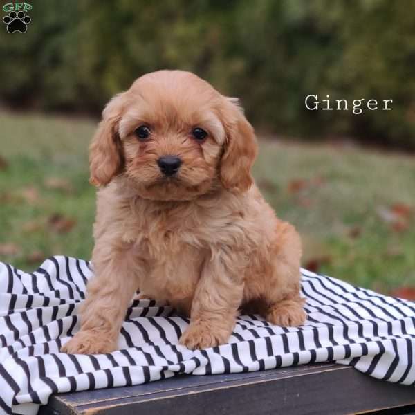 Ginger, Cavapoo Puppy