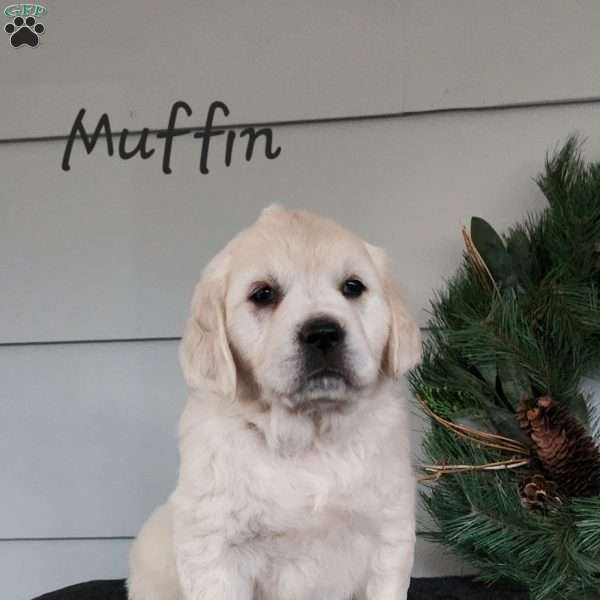 Muffin, English Cream Golden Retriever Puppy