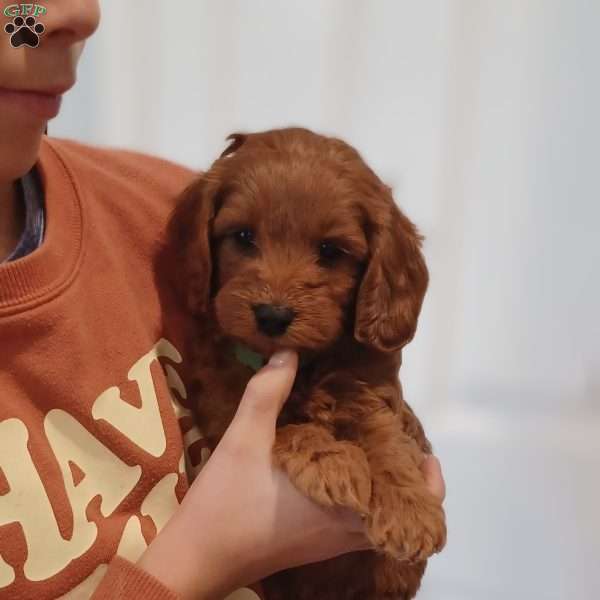 Feliz, Mini Labradoodle Puppy