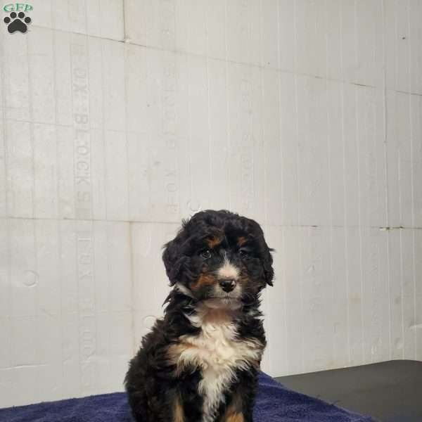 Koda, Bernedoodle Puppy