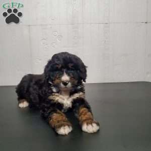 Koda, Bernedoodle Puppy