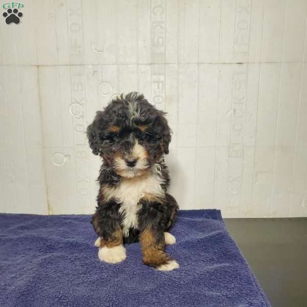 Piper, Bernedoodle Puppy