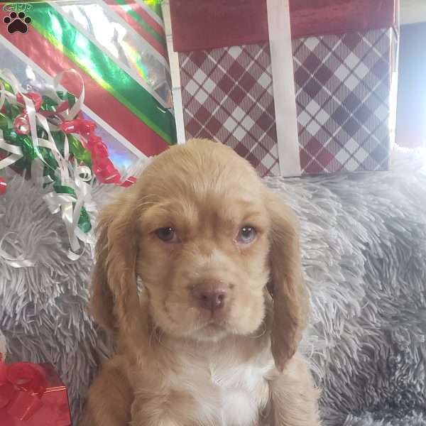 Mr. Peppermint Bark, Cocker Spaniel Puppy