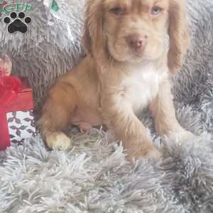 Mr. Peppermint Bark, Cocker Spaniel Puppy