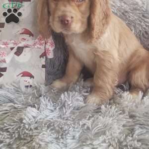 Mr. Peppermint Bark, Cocker Spaniel Puppy