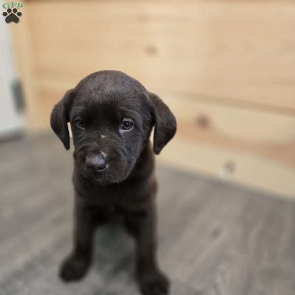 Archer, Chocolate Labrador Retriever Puppy