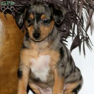 Dasher, Miniature Pinscher Puppy