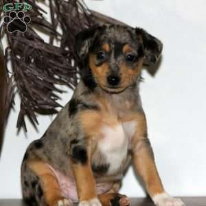 Dasher, Miniature Pinscher Puppy