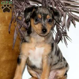 Dasher, Miniature Pinscher Puppy