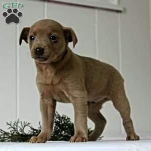 Rudolph, Miniature Pinscher Puppy