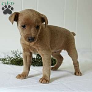 Rudolph, Miniature Pinscher Puppy