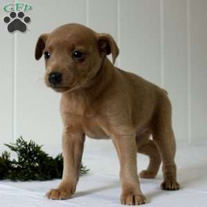 Rudolph, Miniature Pinscher Puppy