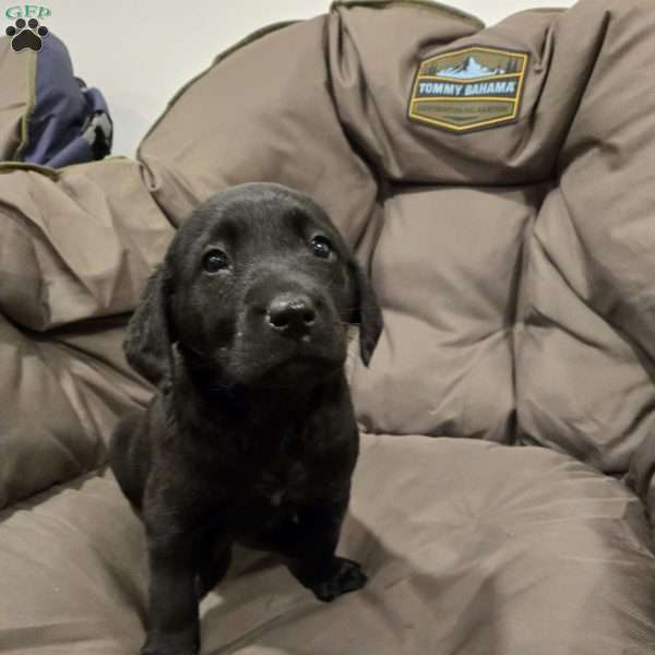 Benny, Black Labrador Retriever Puppy