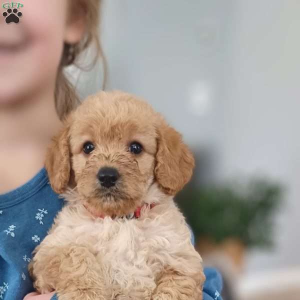 Candy Cane, Mini Labradoodle Puppy