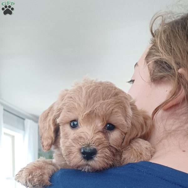 Pax, Mini Labradoodle Puppy