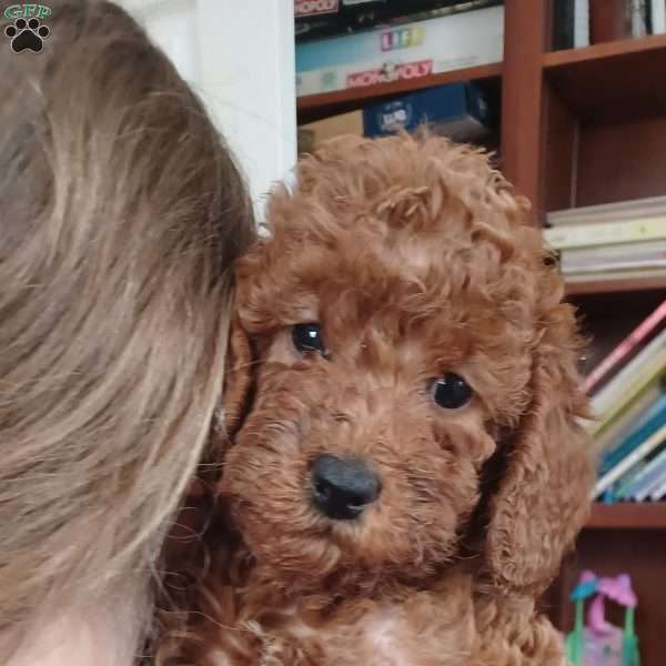 Hope, Mini Labradoodle Puppy