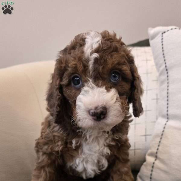 Mocha, Cavapoo Puppy