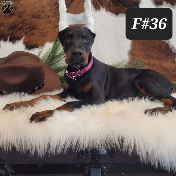 PRINCESS, Doberman Pinscher Puppy