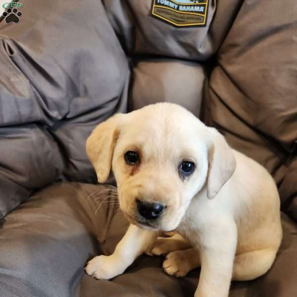 Rosie, Yellow Labrador Retriever Puppy